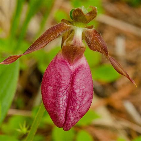 Cypripedium Acaule Pink Lady S Slipper Orchid