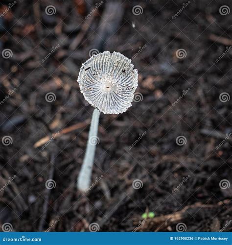 Grey Mushroom In Woodland Garden Stock Photo Image Of Stems Weather