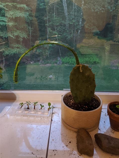 Droopy Cactus In The Ask A Question Forum