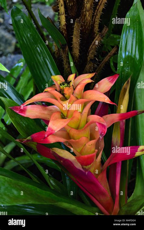 Yellow Green Bromeliad Plant Hi Res Stock Photography And Images Alamy