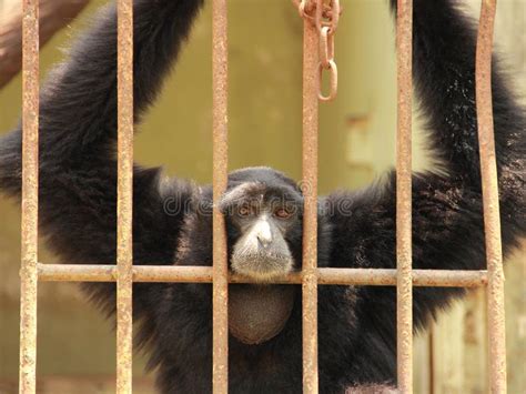 Sad Chimpanzee In A Cage Stock Image Image Of Gorilla 64164311