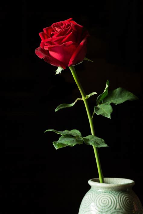 Place rows of vases with single stem flowers in a wooden crate for this vintage look that works indoors or outdoors. Single red rose in vase isolated on black. | Flowers black ...