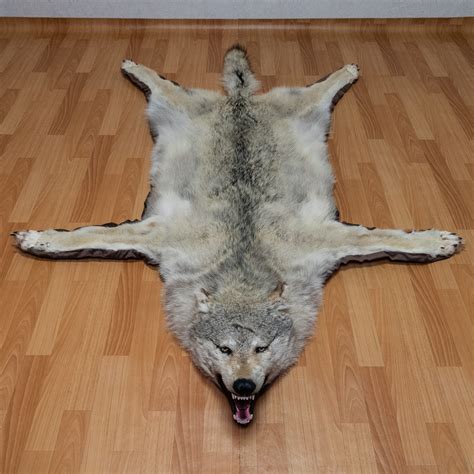 Siberian Gray Wolf Taxidermy Rug Mount With Head Grey Wolf Mounted