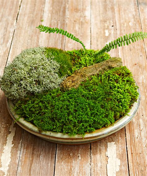 How To Make A Moss Dish Garden Midwest Living
