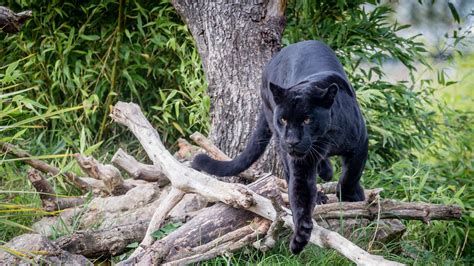 Black Panther Hd Wallpaperhd Animals Wallpapers4k Wallpapersimages