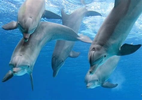 Bottlenose Dolphins Playing Underwater Tursiops Truncatus
