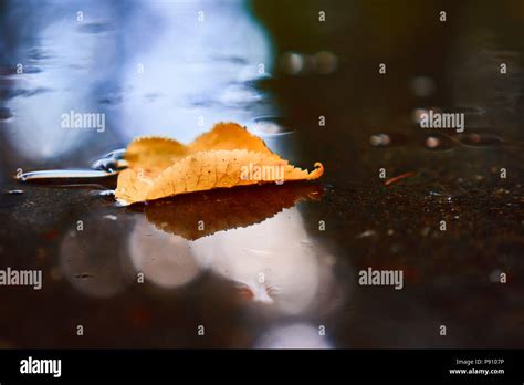 Yellow Tree Leaf Floating In Puddle After Rain Stock Photo Alamy