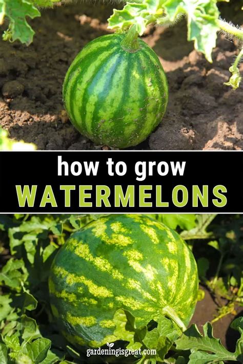 How To Grow Watermelons In Your Garden Gardening Is Great