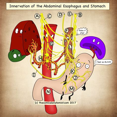 Innervation Of The Stomach And Abdominal Esophagus The Comical