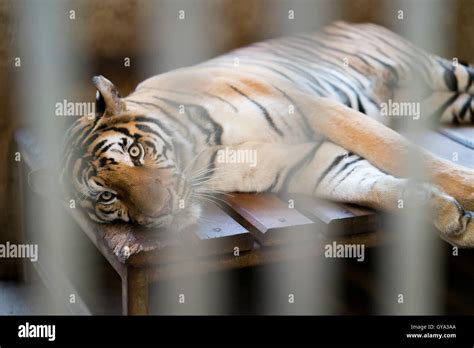 Tiger Behind Bars In A Zoo Cage Stock Photo Alamy