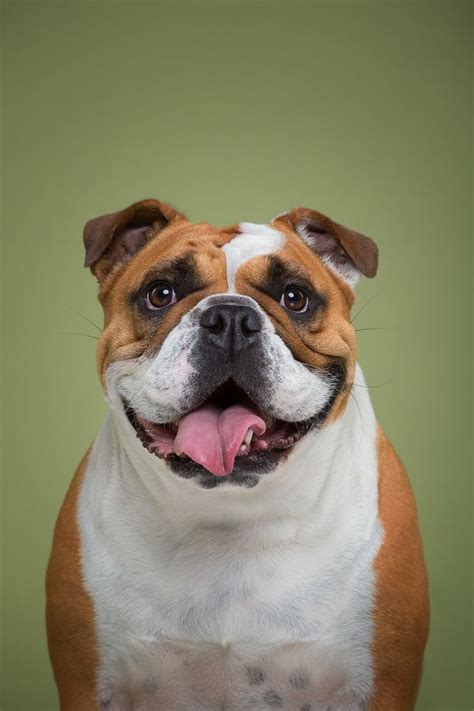 14 Dog Portraits That Show The Adorably Human Side Of Pups Huffpost