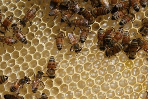 Unusual Winter Weather Has Bees Acting Strangely In Texas
