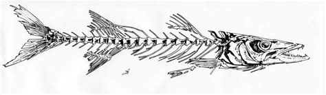 Fish Skeleton Drawing At Explore Collection Of