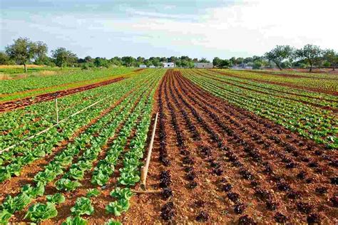 Organic Lettuce Farming Cultivation Growing Process Agri Farming