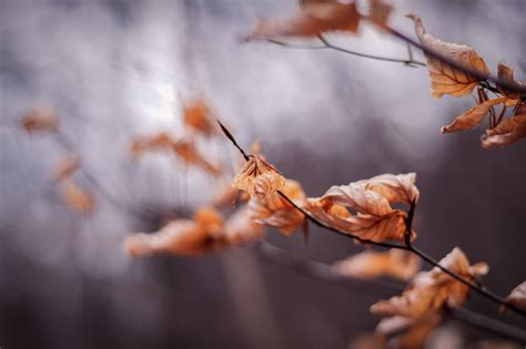 Shallow Focus Photography Of Dries Leaves On Twig Hd Wallpaper