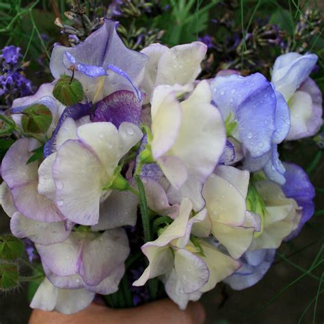 Grow 5 Reasons Why You Should Grow Sweet Peas This Year