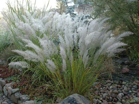 Grass Feather Reed Fall Blooming Calamgrostis Arundinacea Var