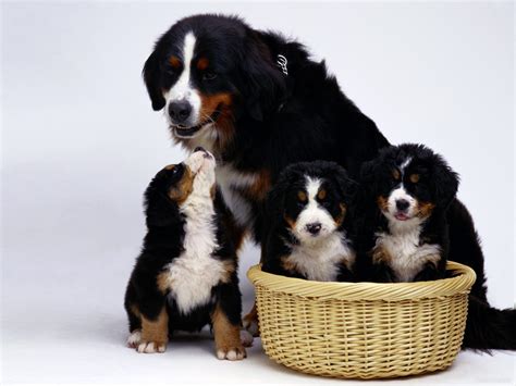 The bernese mountain dog club of america is a wonderful resource and sponsors cart pulling sports. Family Bernese Mountain dog on a white background ...