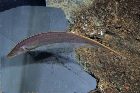 Brown Ghost Knifefish Unveiling The Mystery Aquarium Fish Blog