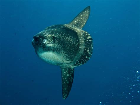 British Wildlife Of The Week Sunfish The Nature Nook