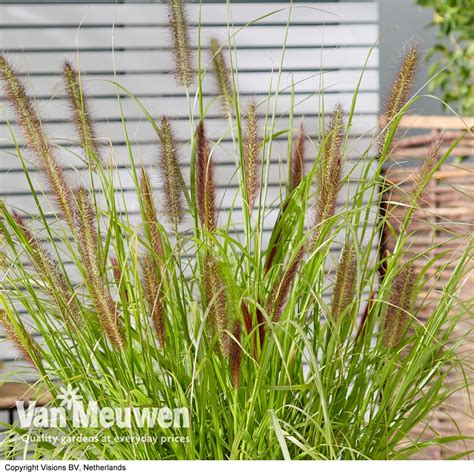 Pennisetum Alopecuroides Van Meuwen Plants Grasses Landscaping My Xxx