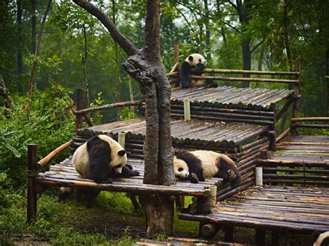 The ‘chengdu Research Base Of Giant Panda Breeding Is A Non Profit