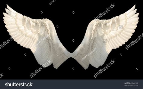 Two Wings Isolated Stock Photo 19452388 Shutterstock