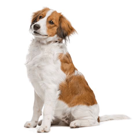 Read our online guide complete with pics and info on characteristics, health and life style. Kooikerhondje | Pedigree®