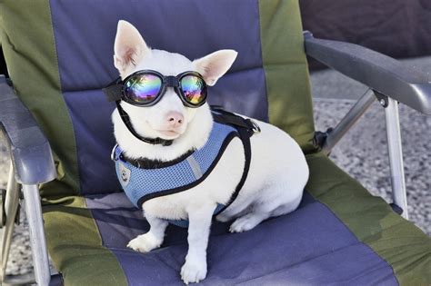Dog Sunglasses Best Dog Goggles And Sunglasses
