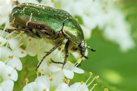 A Flower Chafer Feeding On White Blossoms Photograph By Stefan Rotter