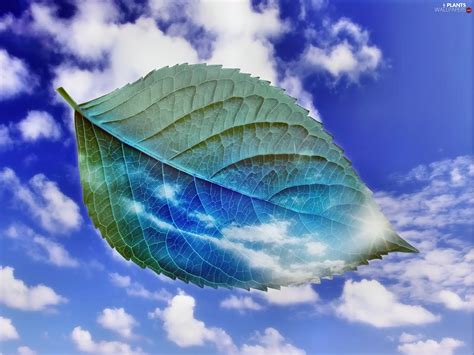 Leaf Sky Graphics Clouds Plants Wallpapers 1600x1200