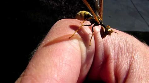 Mantidfly Looks Like Praying Mantis And Wasp Youtube