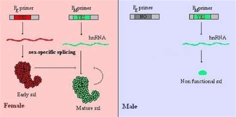 sex specific splicing of the sxl mrna early activation of the sxl gene download scientific