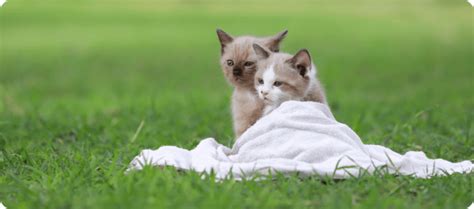 Top 8 Tips On How To Take Care Of A Cat