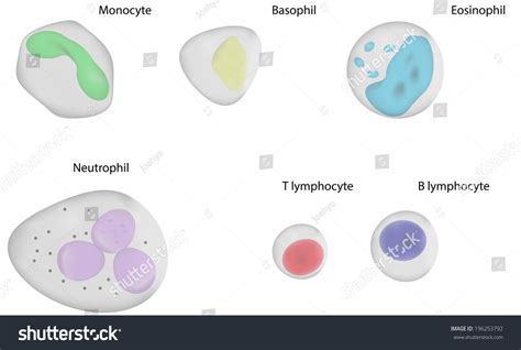 White Blood Cells Labeled Diagram Royalty Free Stock Vector 196253792