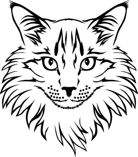 Maine Coon Cat Illustrations Royalty Free Vector Graphics And Clip Art