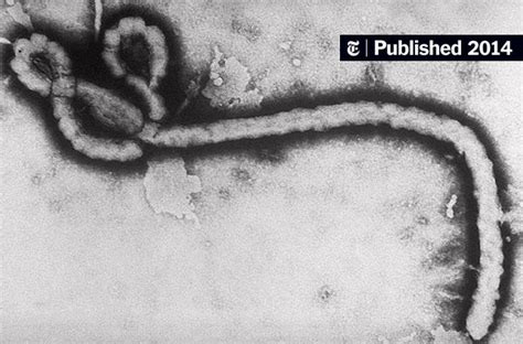 Many In West Africa May Be Immune To Ebola Virus The New York Times