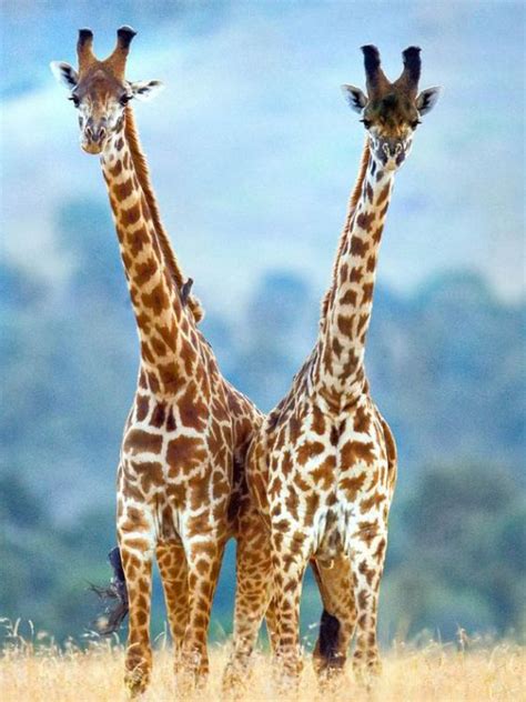 Giraffes Facing A ‘silent Extinction A World Of Wildlife