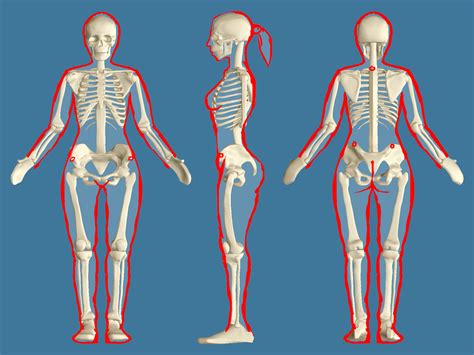 Difference Between Male And Female Skeleton Pediaa Com Riset