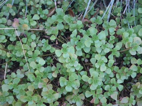 Weeds can be controlled without resorting to weedkillers. To Weed (Barrier) or not to Weed (Barrier) in your Edible ...