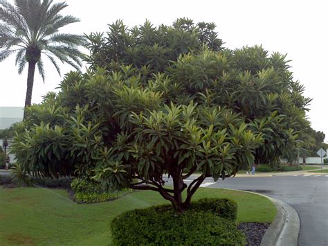 Buy Loquat Japanese Plum Tree For Sale In Miami Ft