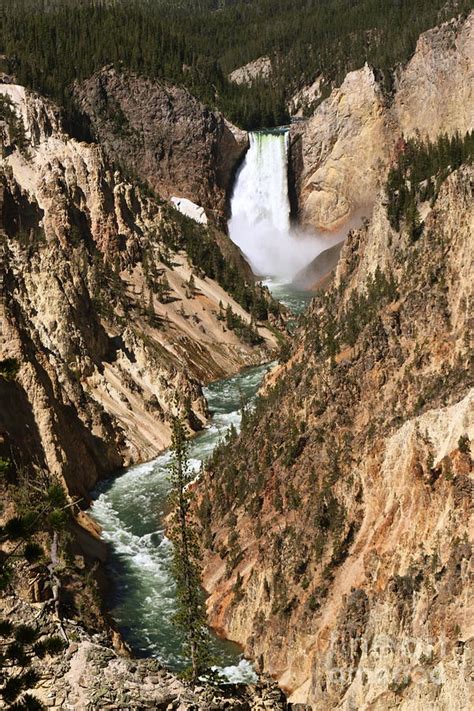 Lower Falls At Yellowstone Photograph By Lisa Billingsley Fine Art
