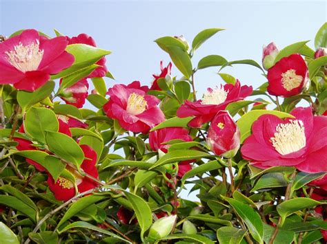 early camellia garden variety life