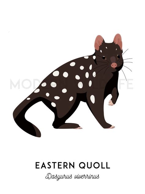 Quoll Print Printable Animal Art Australian Native Etsy