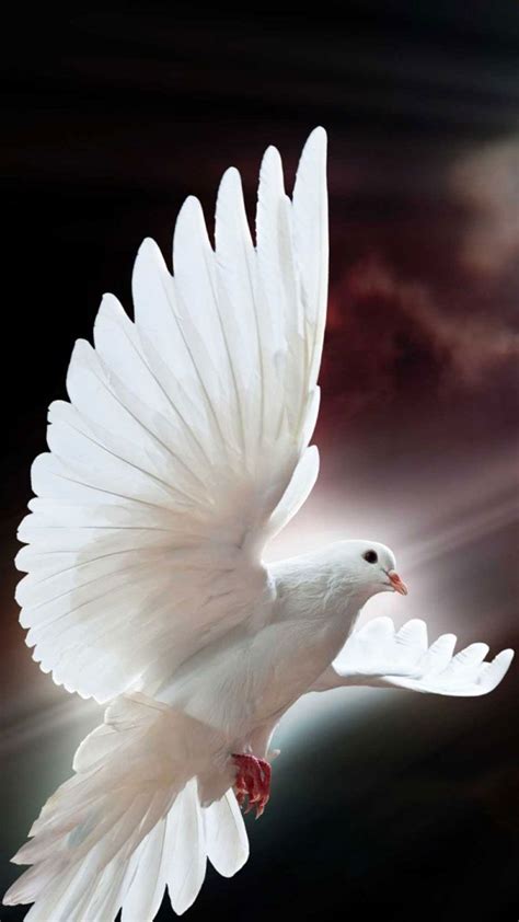 White Dove Hd Android Wallpapers Wallpaper Cave