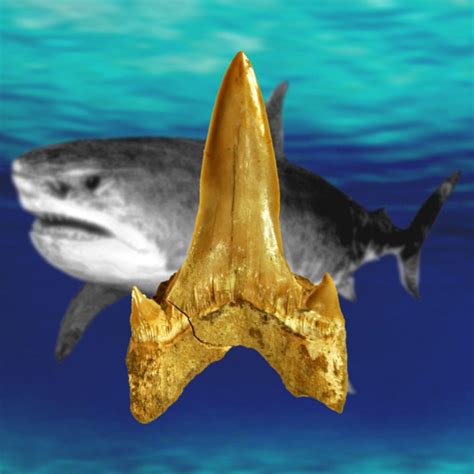 Prehistoric Shark Found In Kansas Size Of Great White Produced