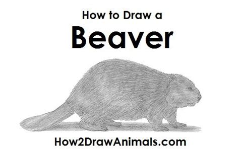 How To Draw A Beaver Beaver Drawings Animal Drawings