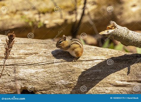 The Eastern Chipmunk Is Rodent Species Living In Eastern North America