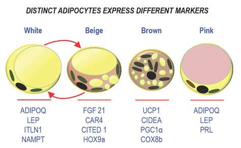 Different Types Of Adipocytes Encyclopedia Mdpi
