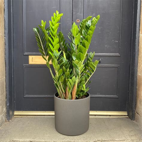 Zamioculcas Zamifolia 27cm Pot Grow Urban